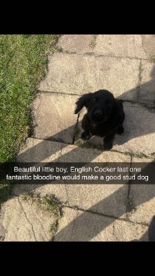 English Cocker Spaniel – Black cocker spaniel boy 3 month old – Chester