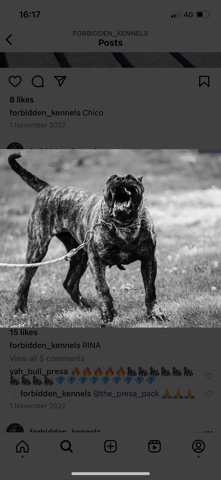 Perro de Presa Canario – free to good home