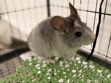 Chinchilla – Chinchilla – Buford
