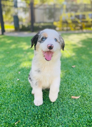 Australian Shepherd – Mini Australian Shepherd