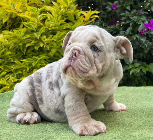 Olde English Bulldogge – English Bulldog