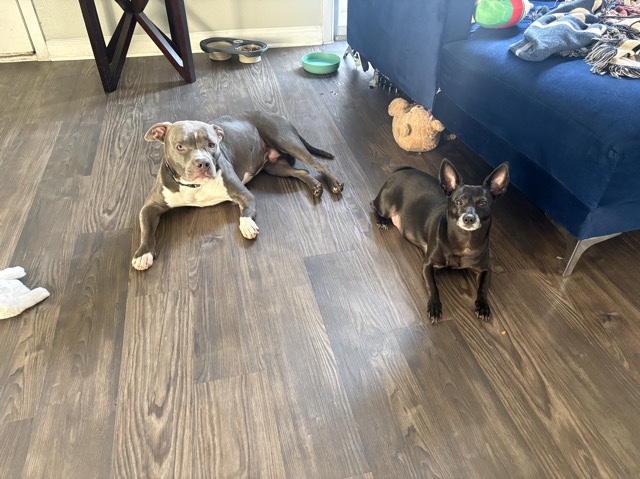 American Pit Bull Terrier – rehoming our pit bull- Ice Cube – San Antonio