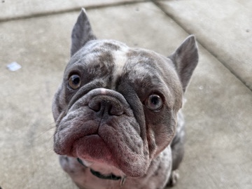 French Bulldog – Lilac Merle Male Frenchie – Port Charlotte