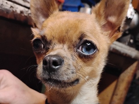 Purebred Applehead Chihuahua 