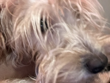 Welsh Terrier - Meet Suga  available for adoption in Washington