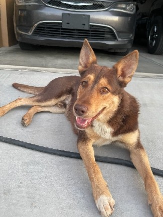 Australian Kelpie – Kelpie mix