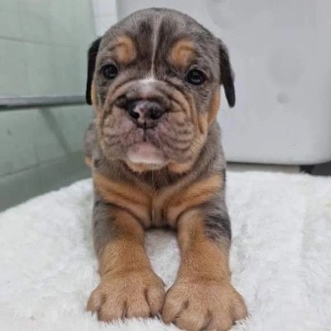 American Bulldog – bels_pets_go