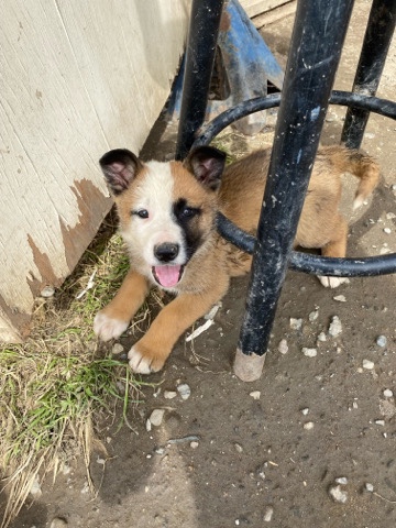 German Shepard Labrador Mix