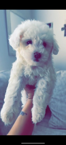 Maltese – Super Cute Maltipoos