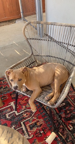 American Bulldog – American bully puppy 9mo