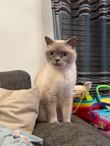 British Shorthair – Bianca looking for a new home…