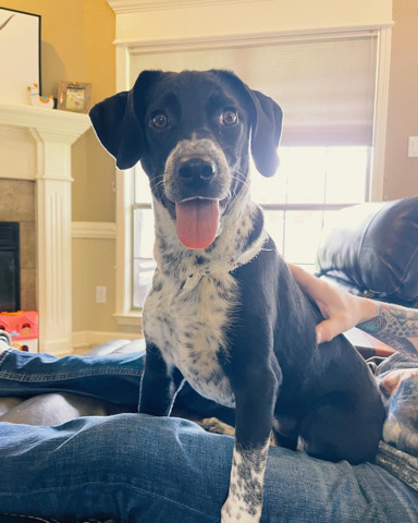 Labrador Retriever – Tilly Bean