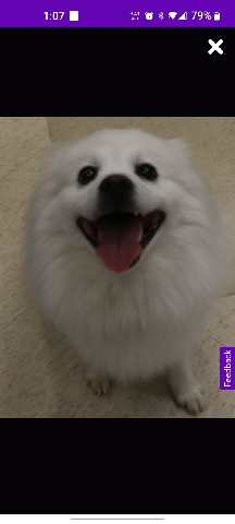 American Eskimo Dog – Buddy Circles