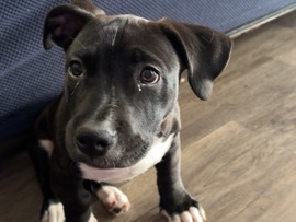 American Pit Bull Terrier – Pit mix – Macon