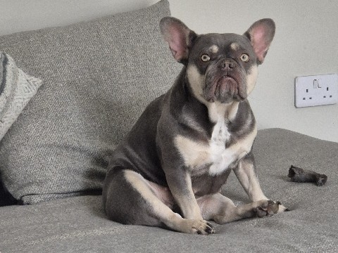 French Bulldog – Mabel the Frenchie – Stockton-on-Tees