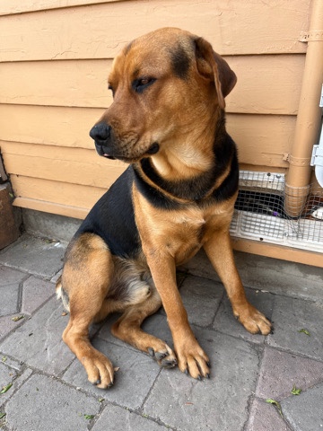 Rottweiler – Rottweiler Mix