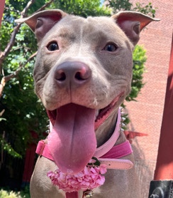 Free rehome pitty