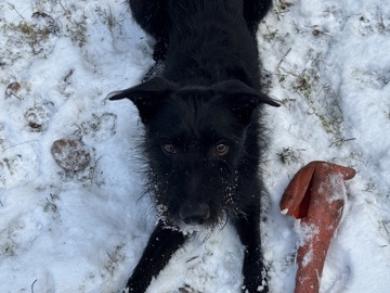 Mixed Breed – Rüde sucht neues Zuhause – Stuttgart