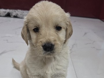 Golden Retriever – golden retriever – Nangli Umarpur