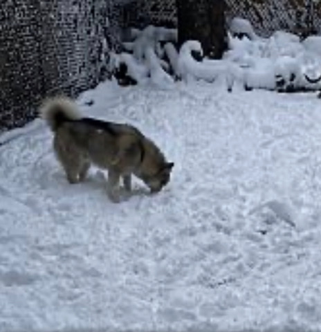 Siberian Husky – Husky