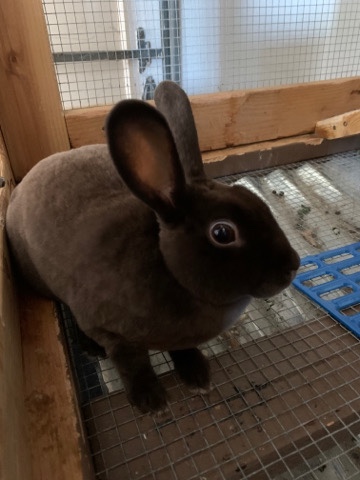 Dutch – Cute bunnies free to good home