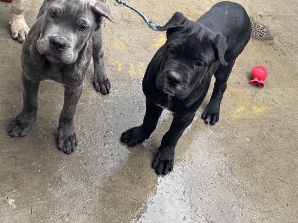 Cane Corso – Italian Massif – Beaverton