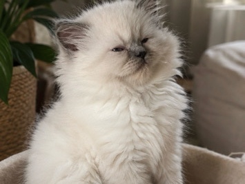 Persian (Modern) – Beautiful 2 months Persian kittens – Chantilly