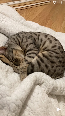 Bengal – selling cat