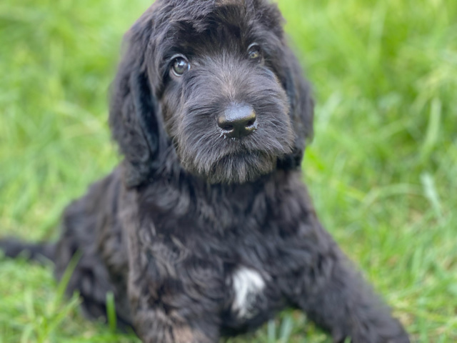 Labrador Retriever – labradoodles F1b
