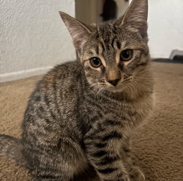 Female Kitten !! – Phoenix