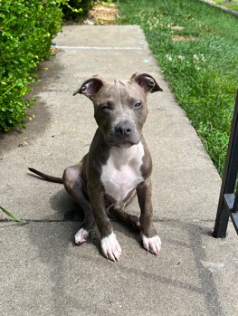 American Pit Bull Terrier – emergency rehome please help *lowered fee*