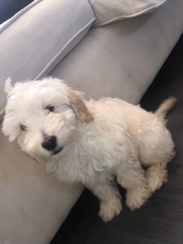 Labrador Retriever – f1 miniature labradoodle