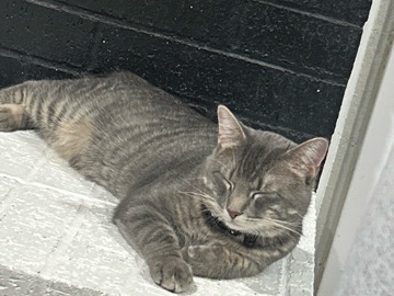 American Shorthair – domestic short hair cat - Teddy – Keller
