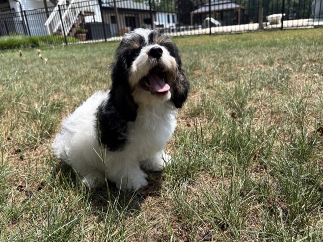 Cavachon – ADORABLE CAVACHON PUPPY – FLUFFY – Philadelphia