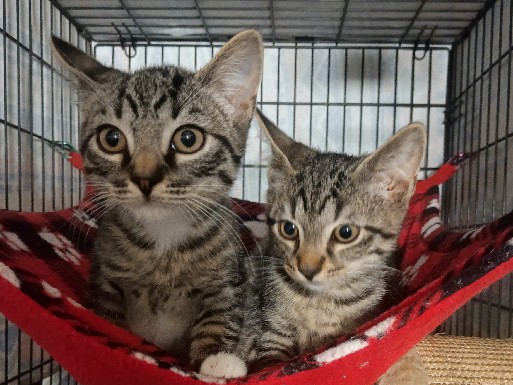 Bonded Pair Looking for a Home Together! – Horseheads