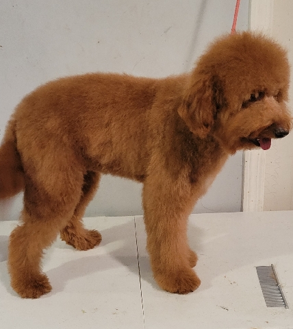 Golden Retriever – Liberty (GoldenDoodle)