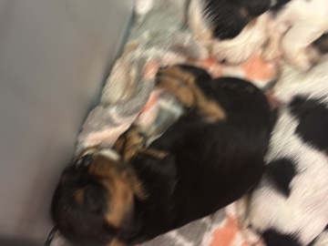 LOOKING FOR OUR  FOREVER HOME