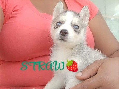 Siberian Husky – Siberian Huskies ready July 10 – Clinton Township