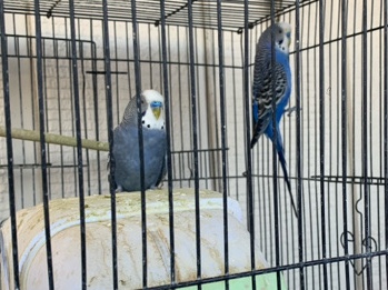 parakeets for sale