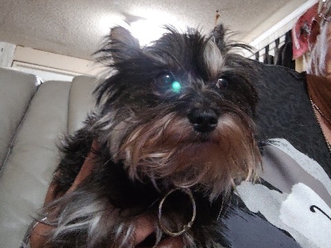 Miniature Schnauzer – Snorkie Beibi (Baby) – Pensacola