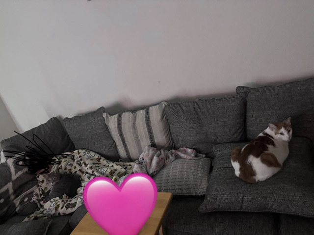 Two Loving Cats – Kingsland