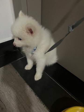 Pomeranian – Pomeranian