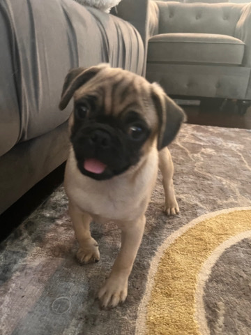 Pug – Adorable Playful Boy