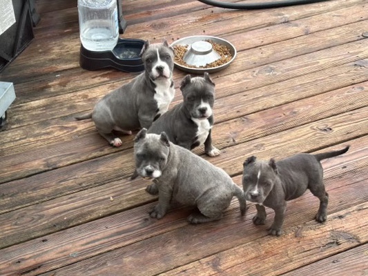 Bull Terrier (Miniature) – micro bully