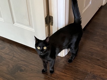American Shorthair – Black male American shorthair needs new home – Antioch