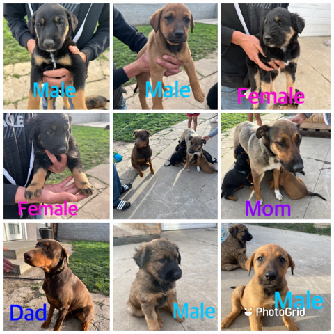 German Pinscher – Shepard Pinscher