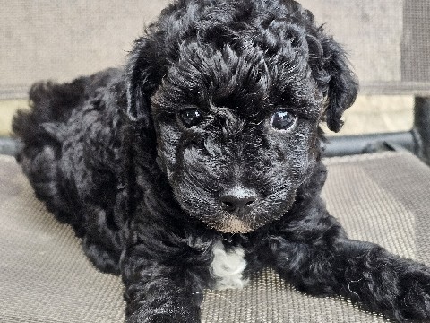 Poodle – toy poodle puppies – North Vernon