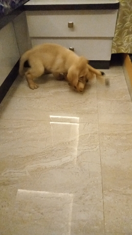Labrador Retriever – Superb Quality Lab Retriever