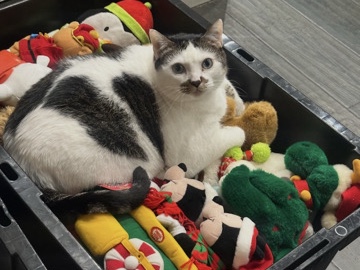 American Shorthair – sister cats; will provide monetary award if adopte – Austin
