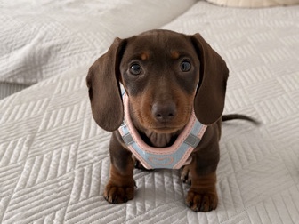 Dachshund – Dackel Welpe – Düren